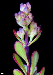 Veronica raoulii. Infructescence. Scale = 1 mm.
 Image: P.J. Garnock-Jones © Te Papa CC-BY-NC 3.0 NZ